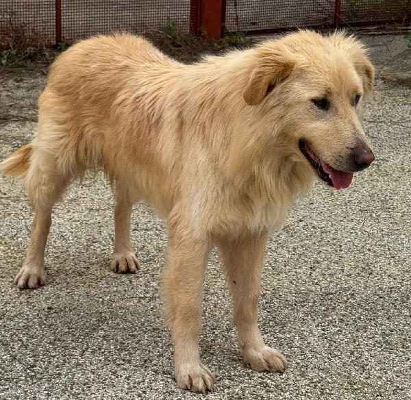 WHISKY e BIANCA, due cani bellissimi ma sfortunati Foto 7